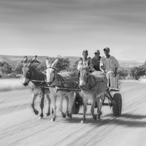 Sonja Myburgh Photography: donkey cart home page main banner