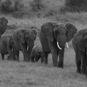 Sonja Myburgh Photography: elephant parade gallery page