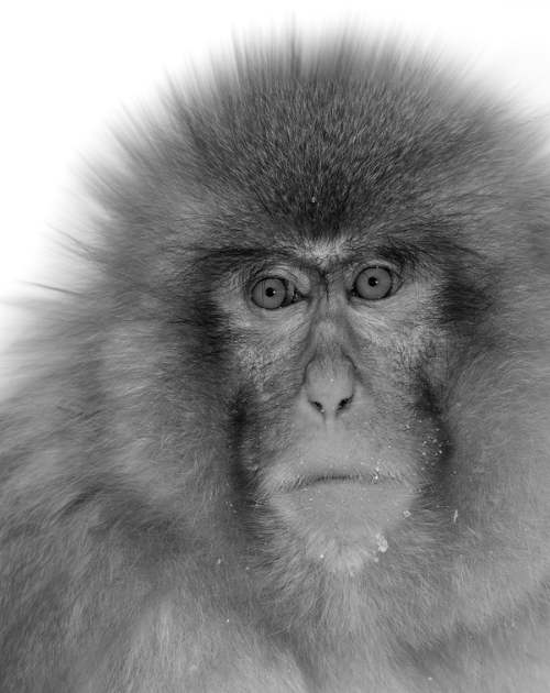 Sonja - Sonpics: Picture of monkey with mane shop