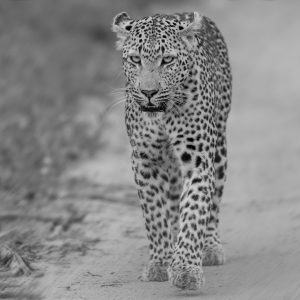 Sonja Myburgh Photography: Leopard eye level potrait