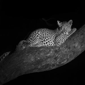 Sonja Myburgh Photography: Leopard in the tree shop page