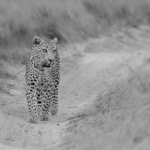 Sonja Myburgh Photography: Leopard on patrol shop image