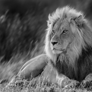 Sonja Myburgh Photography: King Lion Potrait