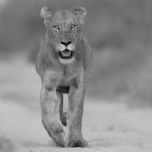 Sonja Myburgh Photography: Lioness eye level shop product image