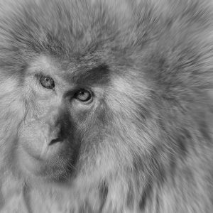 Sonja - Sonpics photography: potrait of a snow monkey old