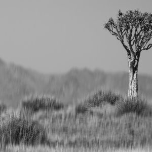 Sonja photography services quiver tree gallery page