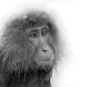 Sonja - Sonpics: Picture of wet monkey Home page