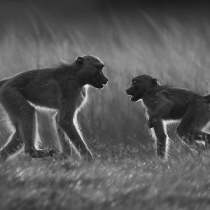 Sonja - Sonpics photography: Backlit monkeys new picture shop page