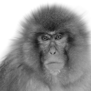 Sonja - Sonpics: Monkey with mane in snow home page